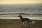 Saluki hound on beach.