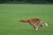 Saluki male puppy running in the field.