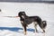 Saluki, Persian greyhound walking in winter park