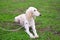 Saluki Persian white hunting dog lies on the green grass