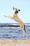 Saluki puppy jumping