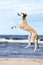 Saluki puppy jumping up