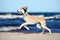 Saluki puppy running on a beach