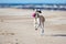 Saluki puppy running on a beach