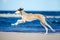 Saluki puppy running on a beach