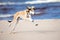Saluki puppy running on the beach