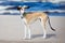 Saluki puppy standing on a beach