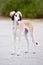 Saluki puppy standing outdoors