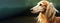 Saluki purebred beautiful breed of dog, background nature