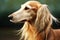 Saluki purebred beautiful breed of dog, background nature