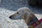 Saluki ready to go for a walk.