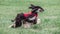 Saluki in red shirt running in the field on lure coursing competition