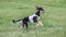 Saluki in white shirt running in the field on lure coursing competition