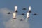 Salute Aerobatic team Swifts and Russian Knights fly over Red Square