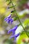 Salvia amistad flowers