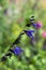 Salvia amistad flowers