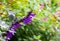 Salvia amistad large sage huge violet purple flowers Lamiaceae