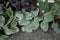 Salvia argentea close up