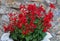 Salvia blooming with red flowers in front of stone wall