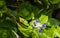 Salvia blooms at a tropical garden