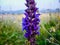 Salvia Blue Wild Flower Forest Evening CloseUp