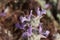 Salvia Carduacea Bloom - West Mojave Desert - 051222