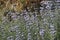Salvia Clevelandii Purple Sage Flowering Meadow