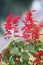 Salvia coccinea