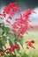 Salvia coccinea