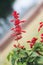 Salvia coccinea