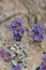 Salvia Dorrii Bloom - West Mojave Desert - 040722