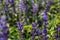 Salvia farinacea Benth. Mealy Cup Sage ; A beautiful, brightly coloured and eye-catching. full blooming white purple flowers, bu