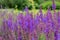 Salvia farinacea blue flower blooming in outdoor garden, field. Salvia nemorosa, Mealy cup sage flowers blooming