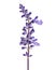 Salvia farinacea, Blue salvia, Mealy cup sage or Mealy sage flowers blooming with leaves