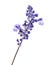 Salvia farinacea, Blue salvia, Mealy cup sage or Mealy sage flowers blooming with leaves