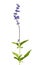 Salvia farinacea, Blue salvia, Mealy cup sage or Mealy sage flowers blooming with leaves, isolated on white background