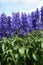 Salvia farinacea with deep blue flowers