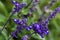 Salvia farinacea x longispicata `Mystic Spires` with blue violet flowers