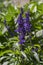 Salvia farinacea mealycup sage beautiful purple blue flowers in bllom, mealy sages flowering plants in the garden