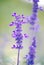 Salvia Farinacea Victoria Blue Mealycup Sage flowers