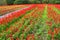 Salvia field in red