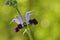 Salvia indica , Sage flower in green bokeh background