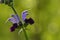 Salvia indica , Sage flower in green bokeh background