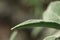 Salvia leaf