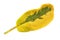 Salvia Leaf Golden