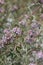 Salvia Leucophylla Bloom - San Rafael Mtns - 051523