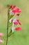 Salvia microphylla Hot Lips