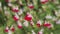 Salvia microphylla or Hot lips flowers in a field.