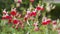 Salvia microphylla or Hot lips flowers in a field. Graham sage