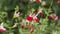 Salvia microphylla or Hot lips flowers in a field. Graham sage ornamental plant